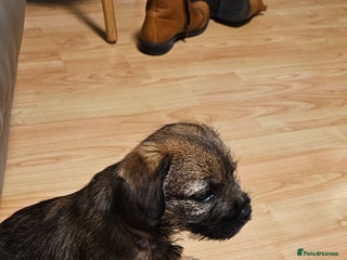 Border Terrier dogs Kc border terrier - Advert 3