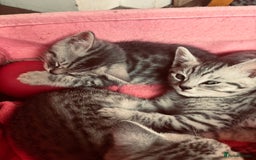 British Shorthair cats for sale: Silver tipped British Shorthair kittens  - Image 16