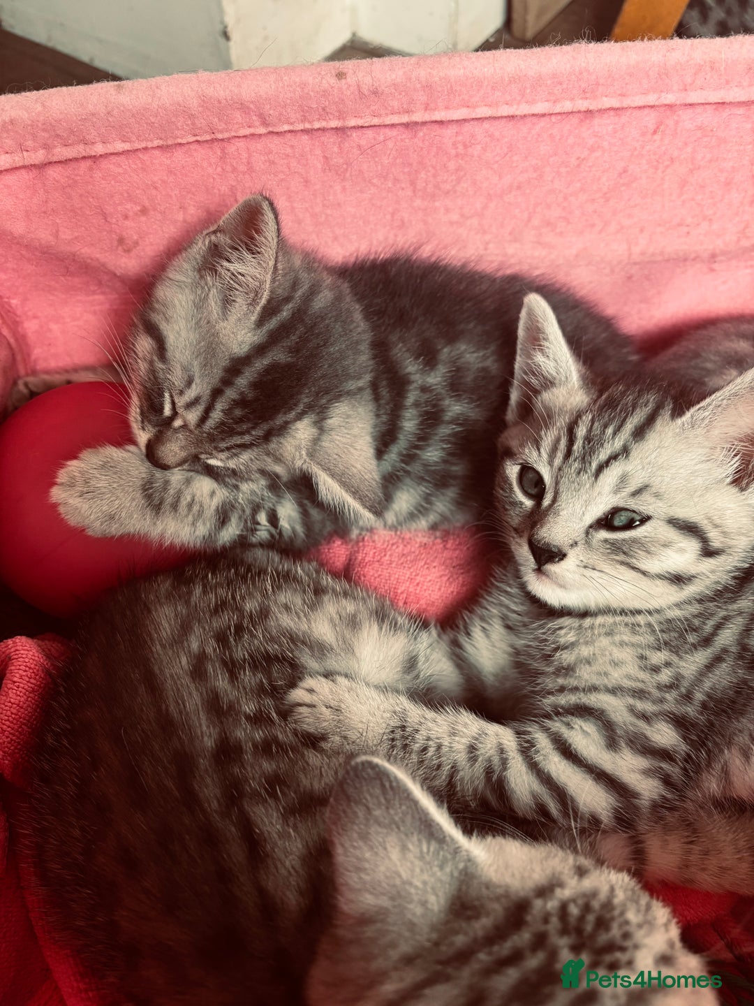 British Shorthair cats for sale: Silver tipped British Shorthair kittens  - Image 16