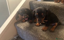 Miniature Dachshund dogs for sale: Beautiful miniature dachshunds  - Image 13