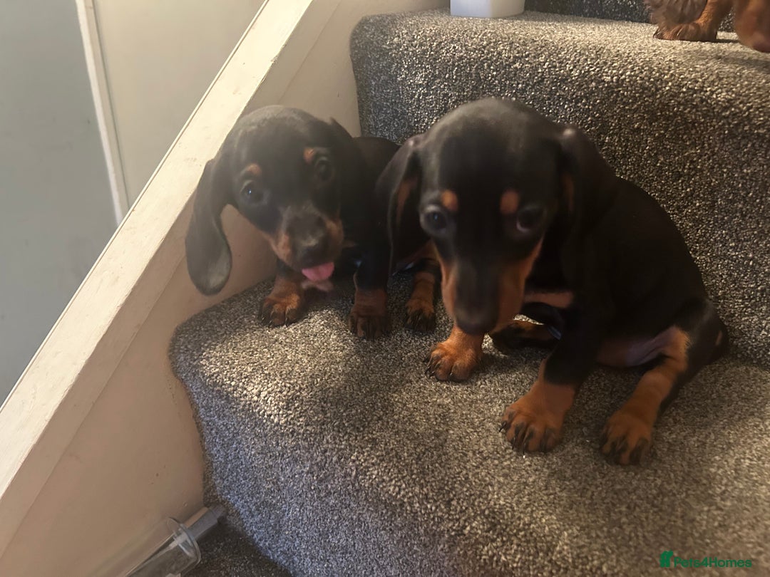 Miniature Dachshund dogs for sale: Beautiful miniature dachshunds  - Image 13