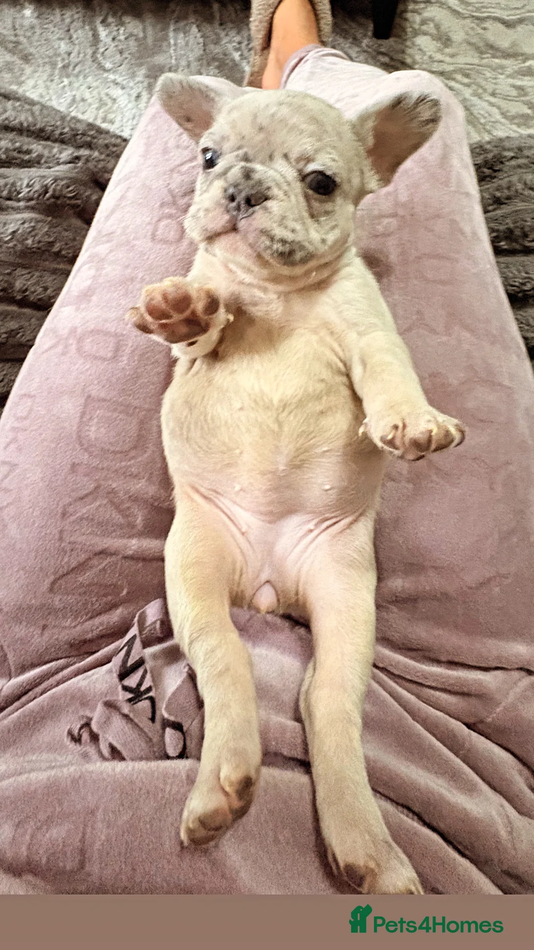 French Bulldog dogs for sale: 🏆 FRENCH BULLDOG 🏆 - Advert 14