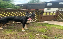 Border Collie dogs for sale: Loki nearly 4 year old border collie  - Image 6