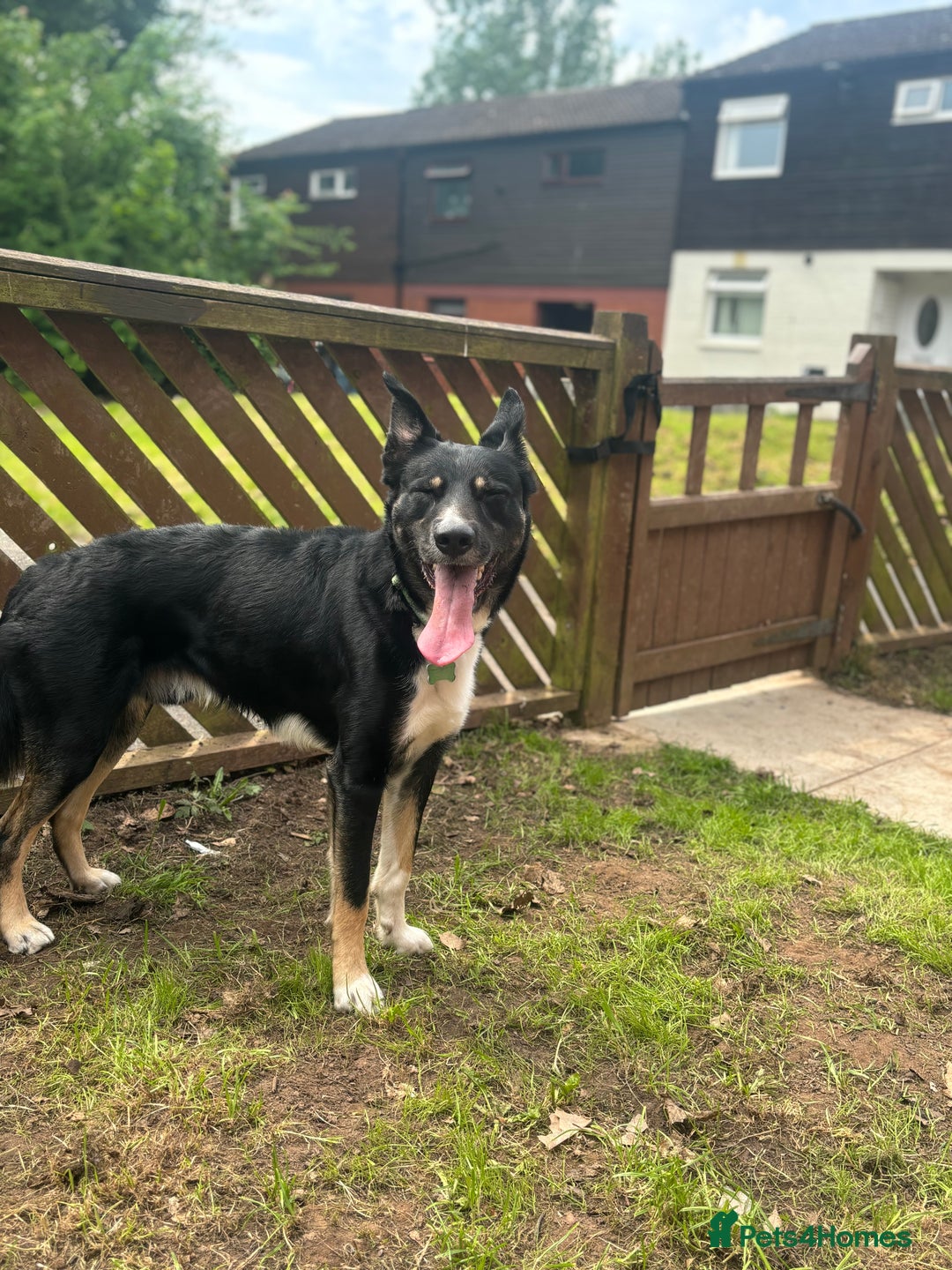 Border Collie dogs for sale: Loki nearly 4 year old border collie  - Image 6