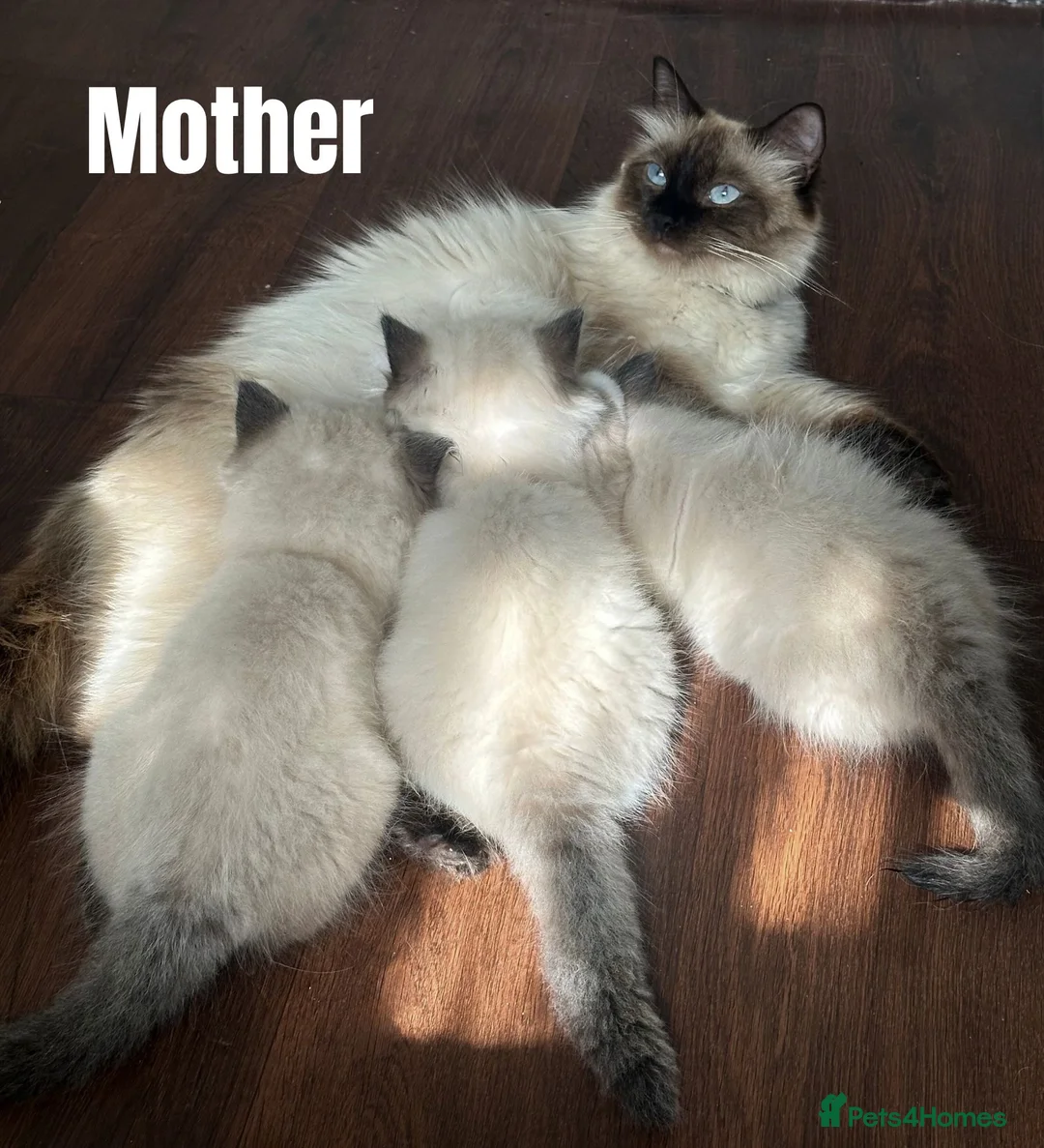 Ragdoll cats for sale: Beautiful Ragdoll Kittens  - Advert 2
