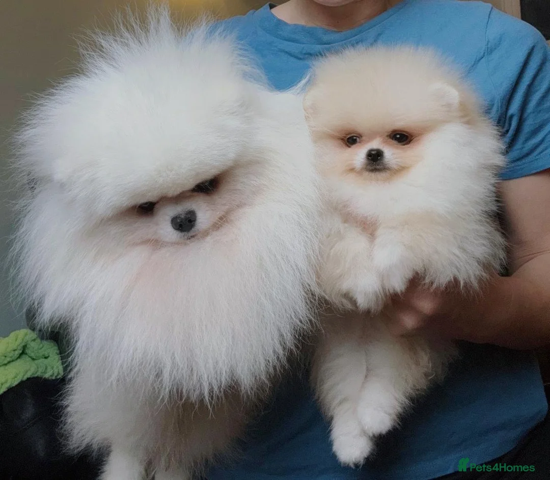 Pomeranian dogs for stud: KC well proven 1,9kg  stud in Surrey !  in Camberley - Advert 10