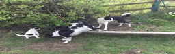 Mixed Breed dogs for sale: Sprollies - Advert 4