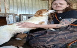 Mixed Breed dogs for adoption: Dawn - Great Yarmouth Norfolk   - Advert 2