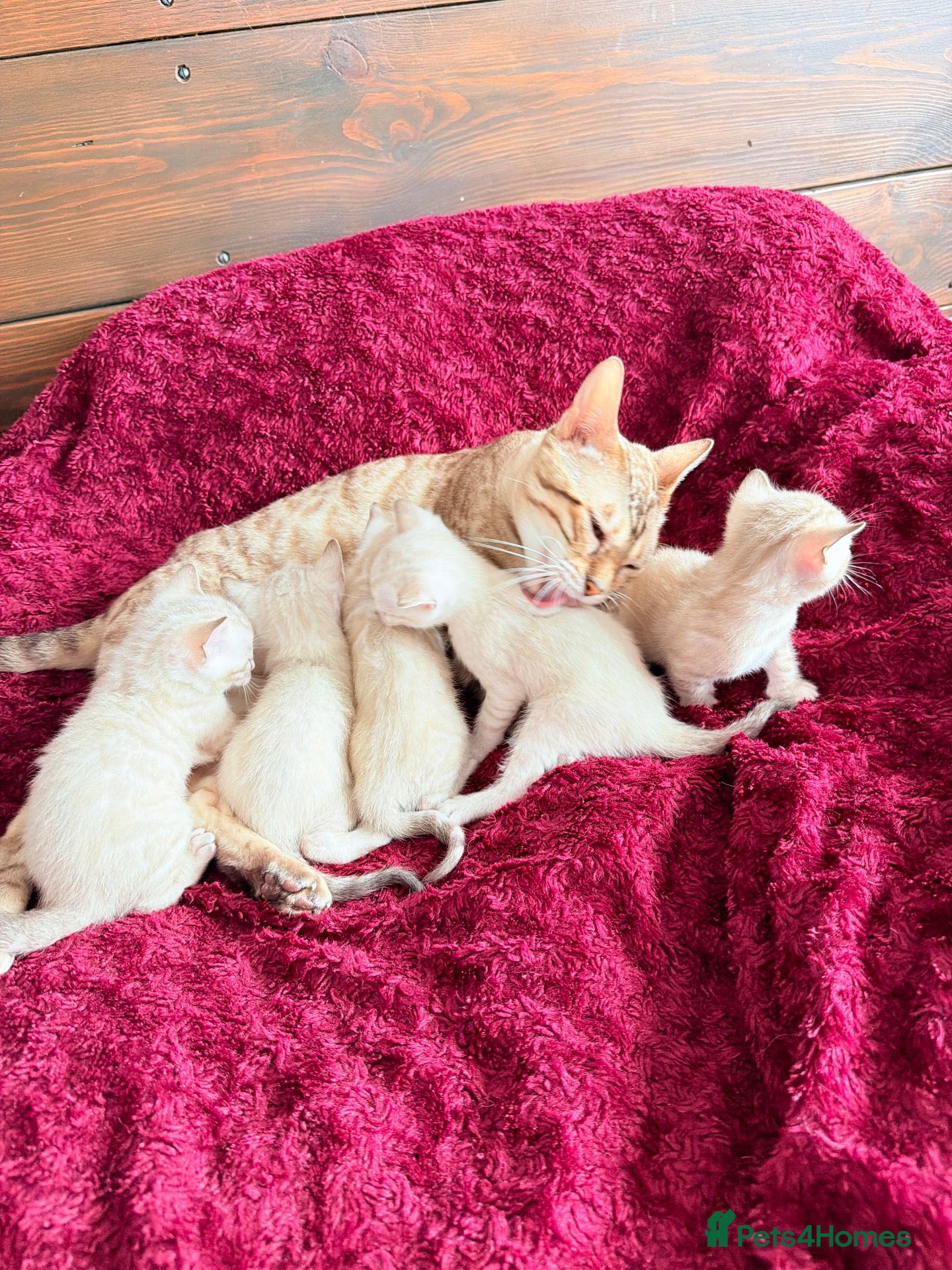Bengal cats for sale: With Breeding rights, Albino/Lynx Bengal Kittens🏆 - Advert 1