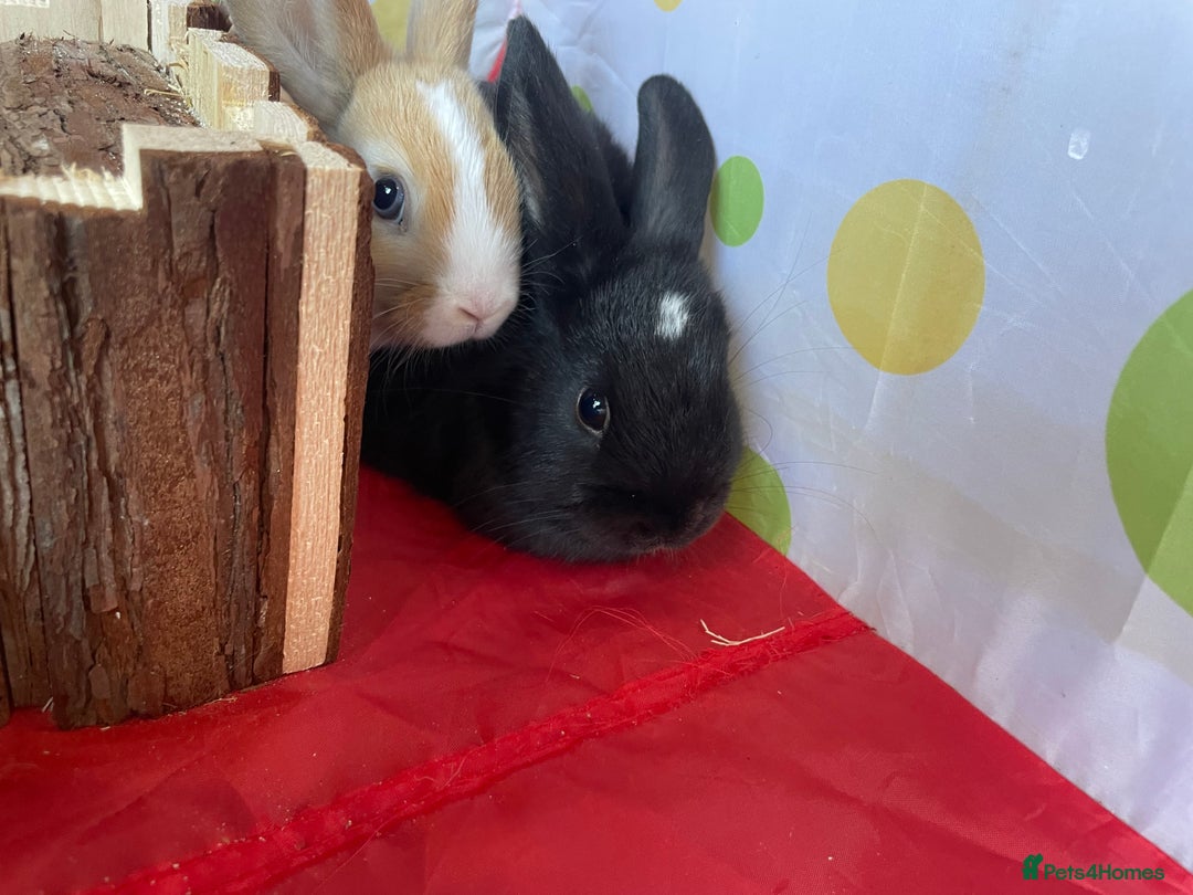 French Lop rabbits for sale: French lop mixed baby rabbits ready to go - Image 23