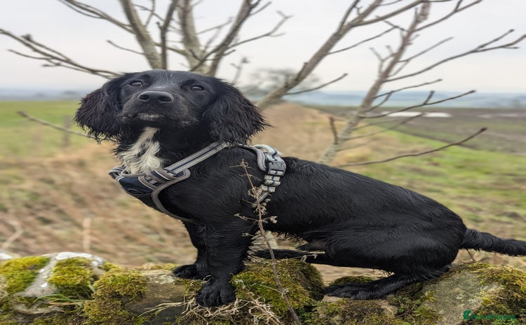 Cocker Spaniel dogs - Advert 1