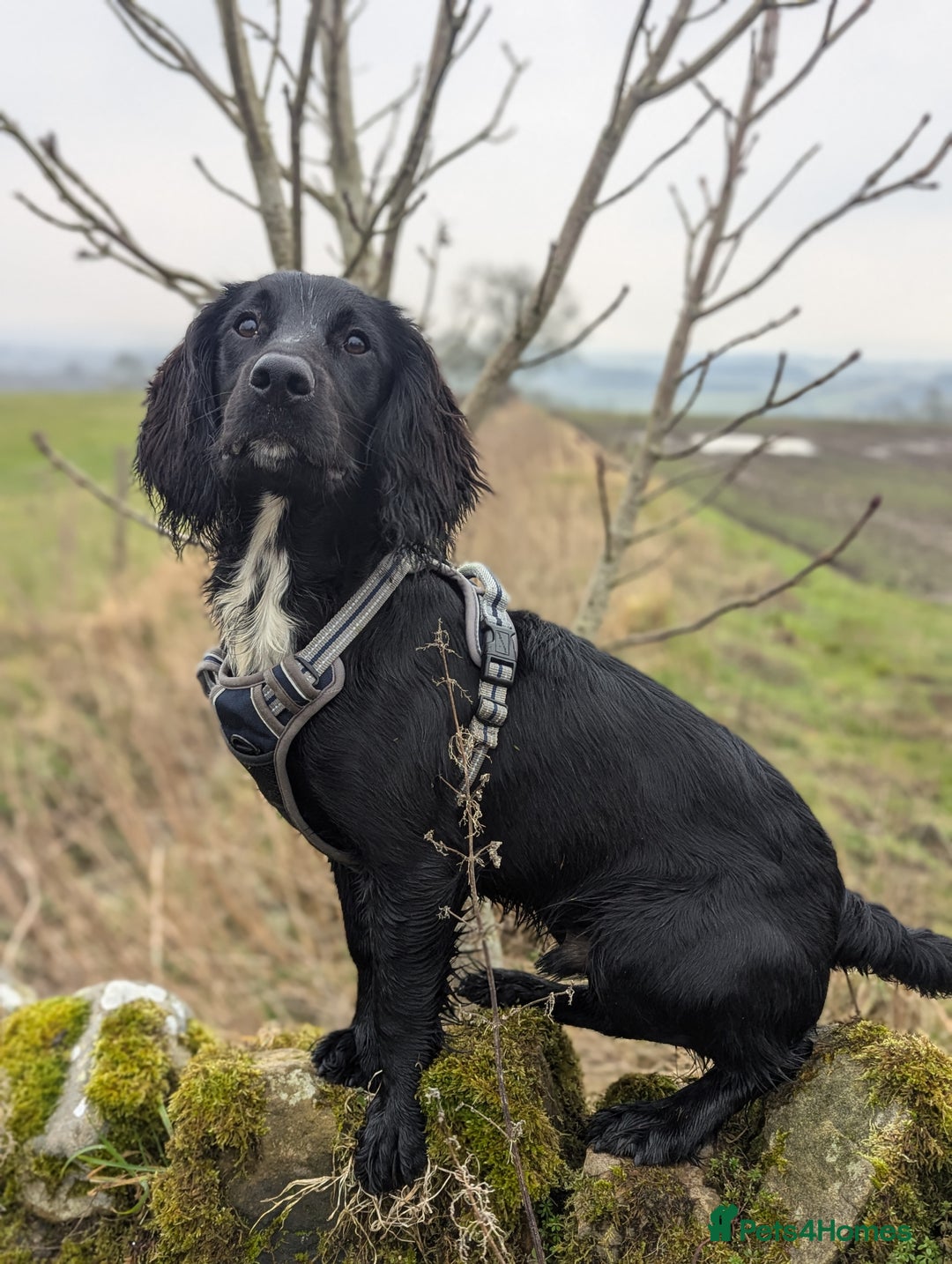 Cocker Spaniel dogs for stud: KC reg cocker spaniel STUD - Image 1