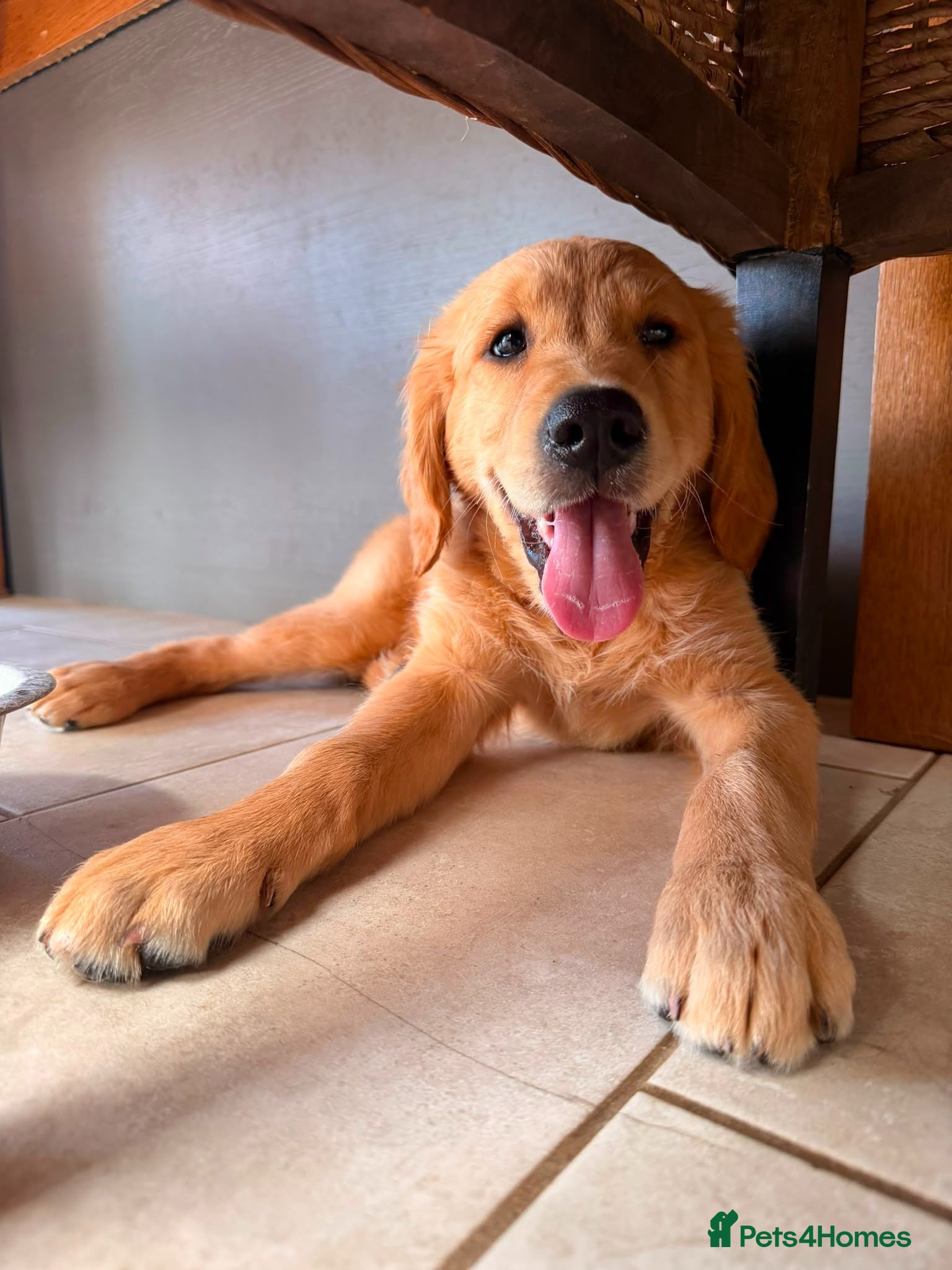 Golden Retriever dogs 🐶 READY NOW dark working golden retriever pups 🐶 - Advert 1