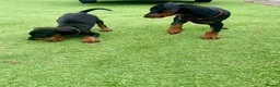 Dobermann dogs for sale: European Doberman puppies 3 available!! - Advert 11