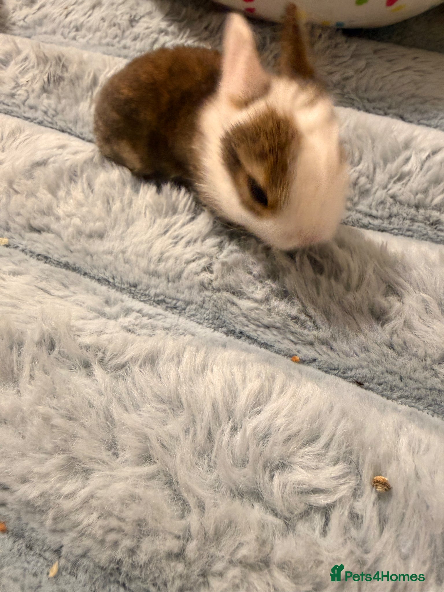 Mixed Breed rabbits for sale: Bunnies for sale - Advert 11