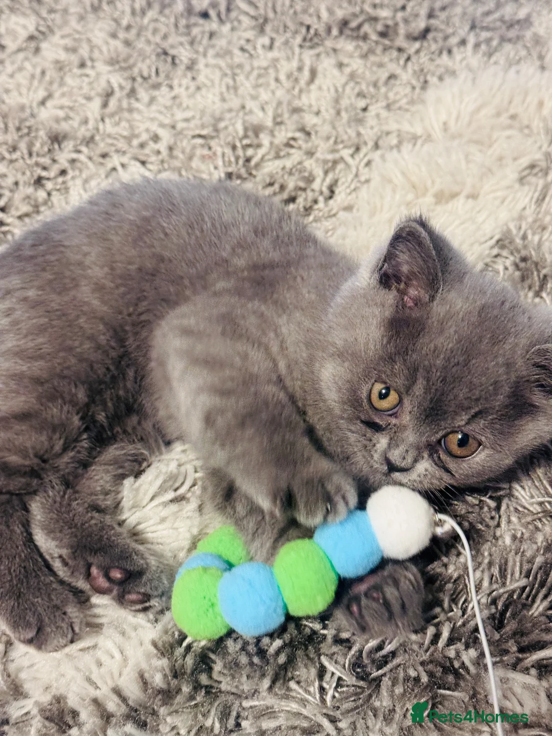 British Shorthair cats for sale: Beautiful British Shorthair Kitten 🐾 - Advert 2