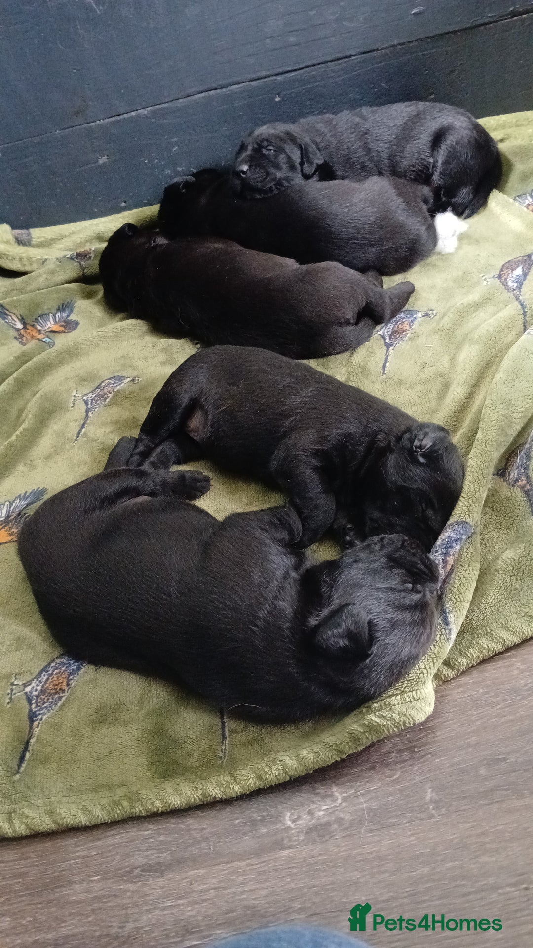Labrador Retriever dogs for sale: 4 Health checked  Labrador pups  - Image 6