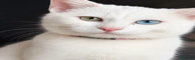 Turkish Angora 1