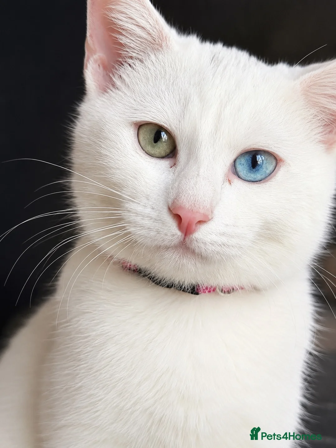 Turkish Angora cats for sale: beautiful cat - Advert 2