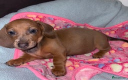 Miniature Dachshund dogs for sale: 4 Dachshund Puppies - Image 5