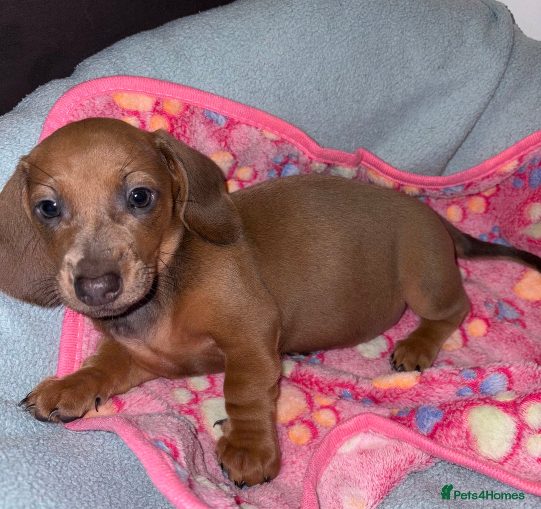Miniature Dachshund dogs for sale: 4 Dachshund Puppies - Image 5