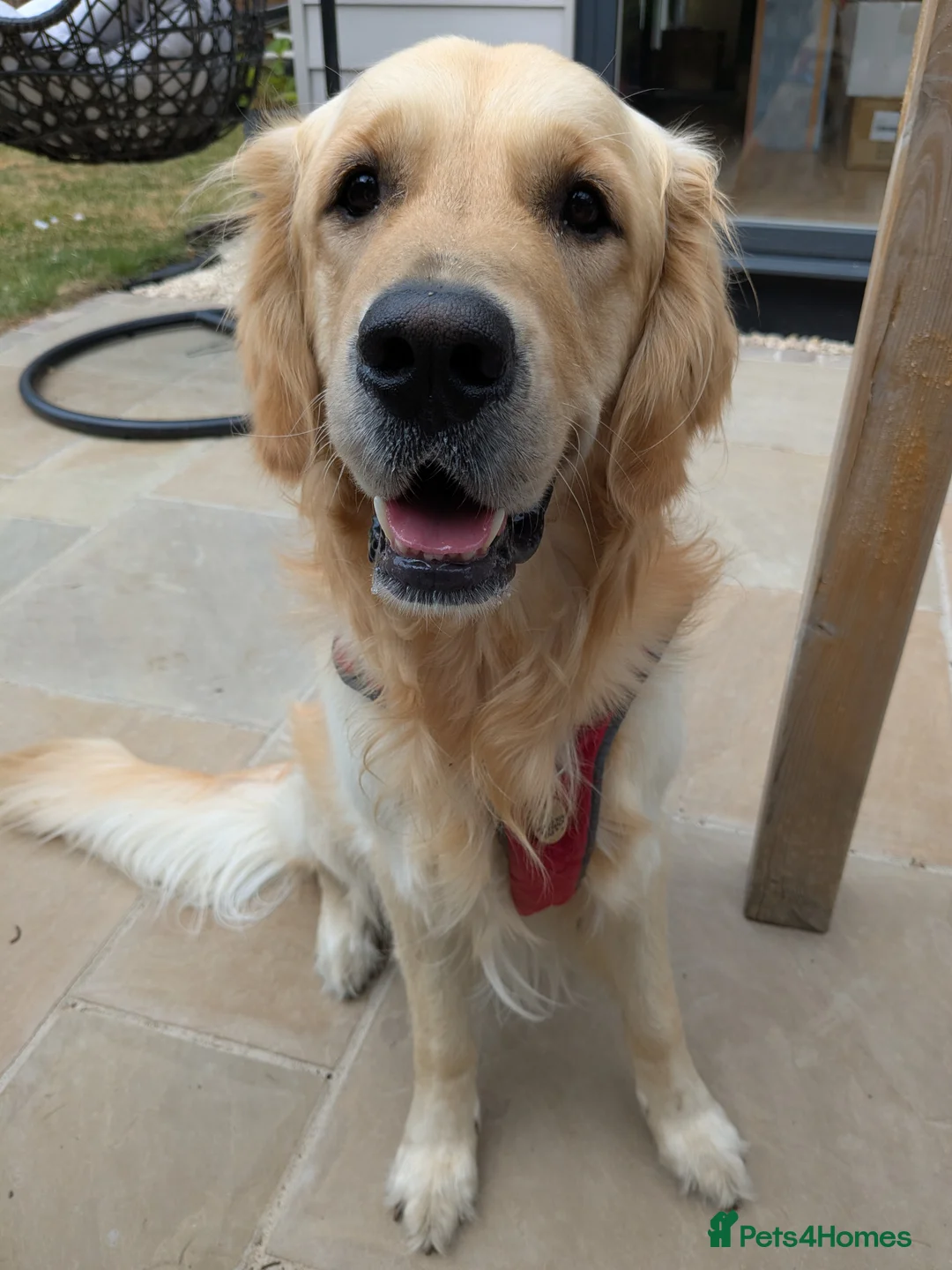 Golden Retriever dogs for sale: Golden retriever  - Advert 2