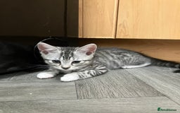 Russian Blue cats for sale: Silver tabby black tabby kittens  - Image 6