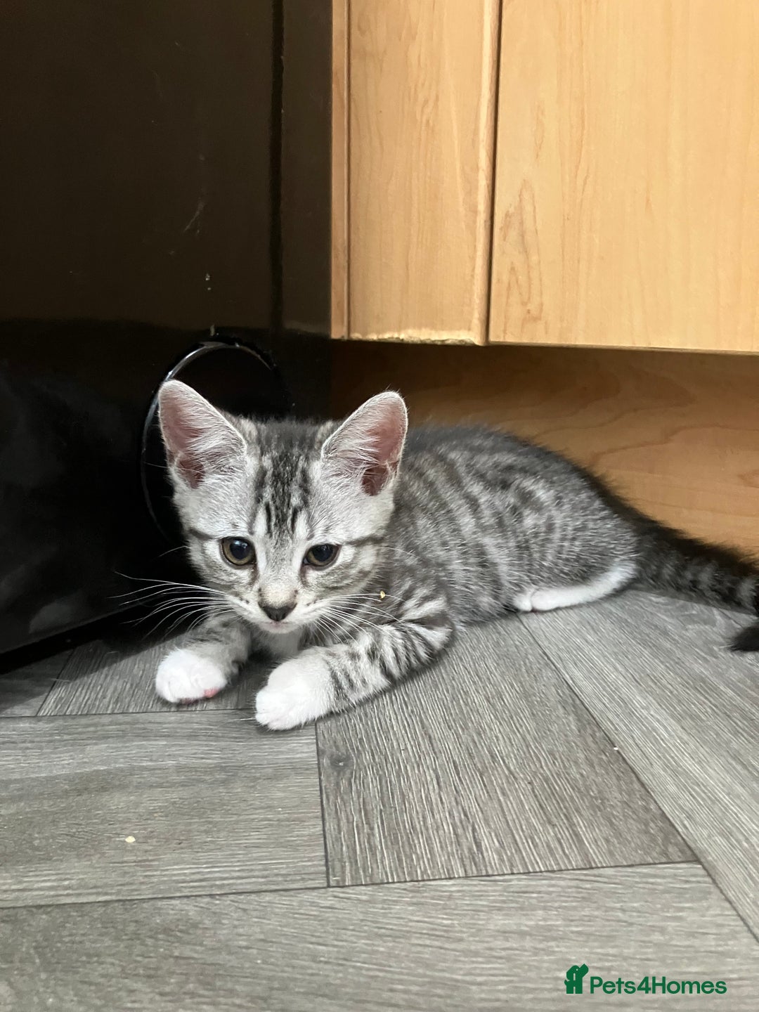 Russian Blue cats for sale: Silver tabby black tabby kittens  - Image 6