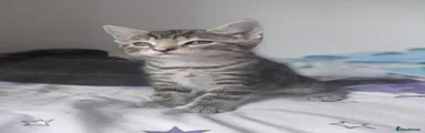 Fiona
