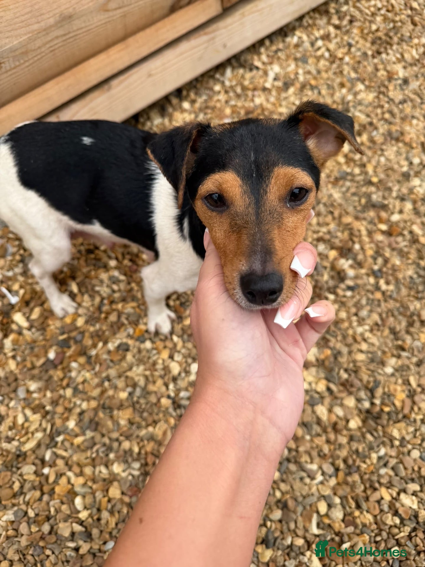 Jack Russell dogs Jack russel - Advert 1