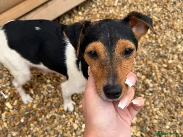 Jack Russell dogs for sale: Jack russel - Advert 1