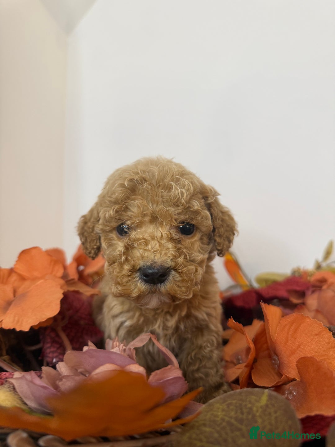 Cockapoo dogs for sale: F2 Cockapoo puppies  - Image 2