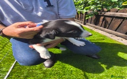Border Collie dogs for sale: Border Collie pups for sale - Image 19