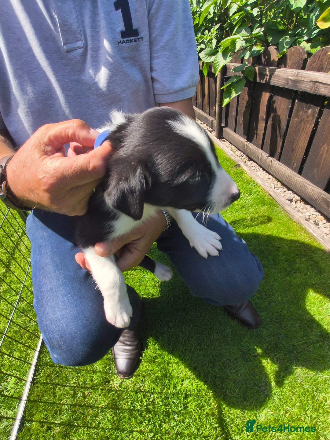 Border Collie dogs for sale: Border Collie pups for sale - Image 19