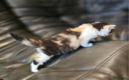 Mixed Breed cats for sale: Cute fluffy mixed kittens.  - Image 6