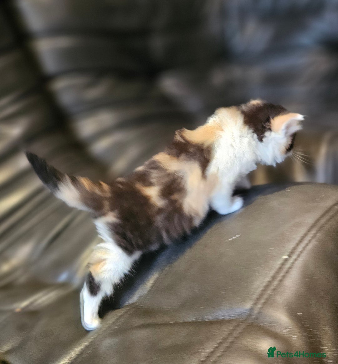 Mixed Breed cats for sale: Cute fluffy mixed kittens.  - Image 6
