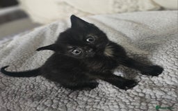 Persian cats for sale: PersianXTortoiseshell Crossbreed Kittens - Image 8