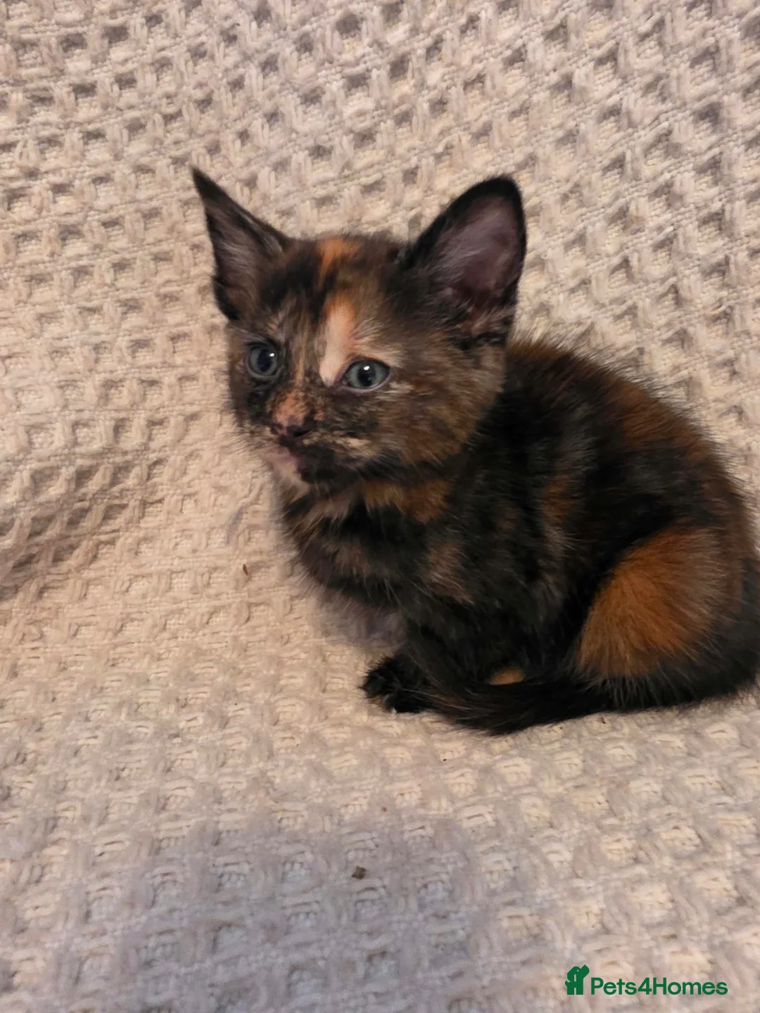 Mixed Breed cats for sale: Kittens  - Advert 11