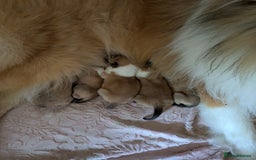 Rough Collie dogs for sale: Carristina Rough Collies - Image 5
