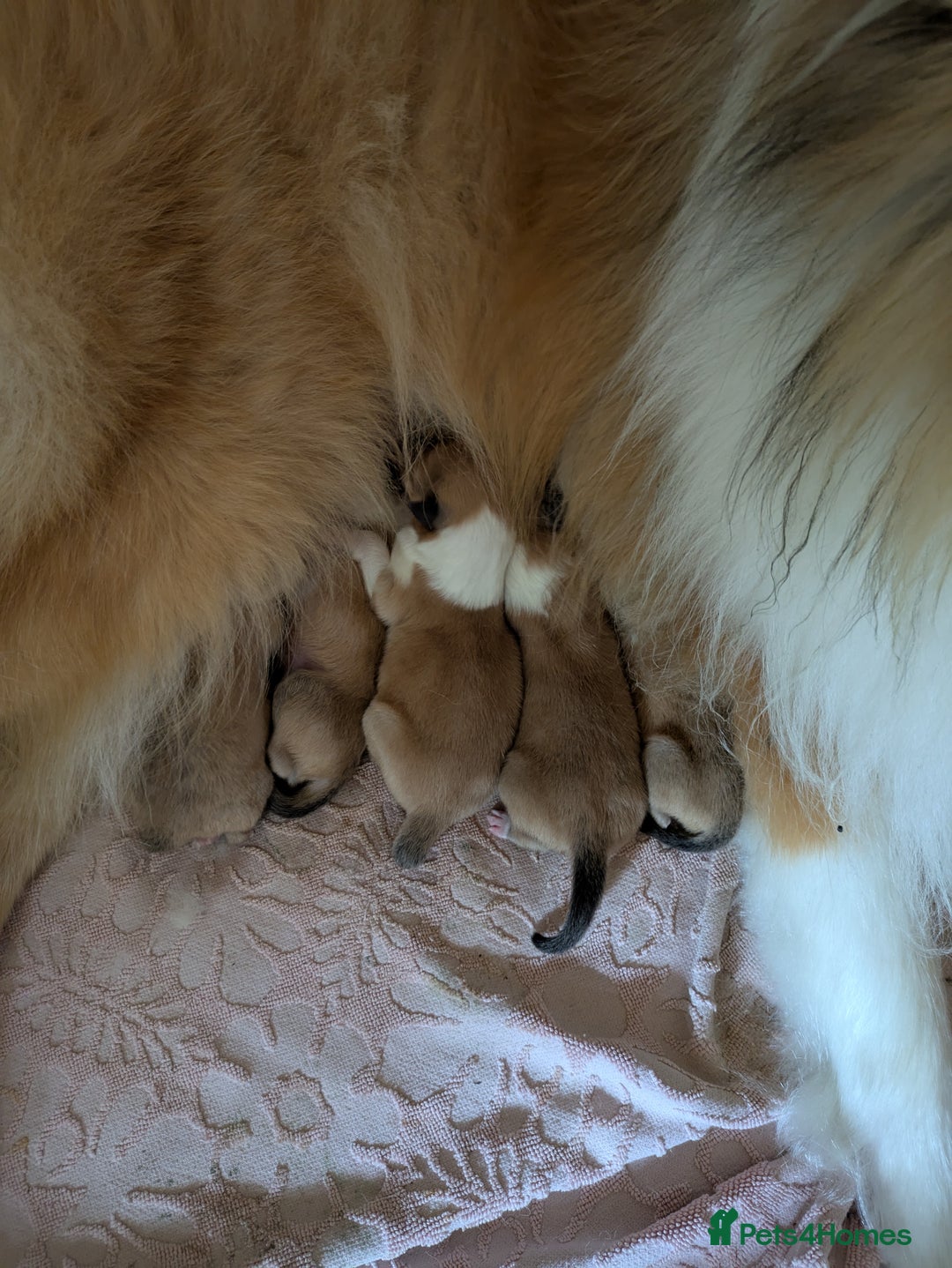 Rough Collie dogs for sale: Carristina Rough Collies - Image 5