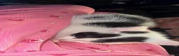 Mixed Breed cats for sale: Kittens female and male  - Advert 3