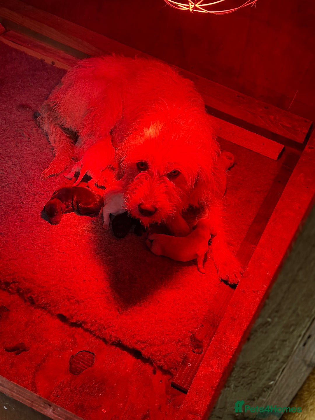 Mixed Breed dogs for sale: Stunning Labrador Pointer Puppies – Ready to go - Advert 3