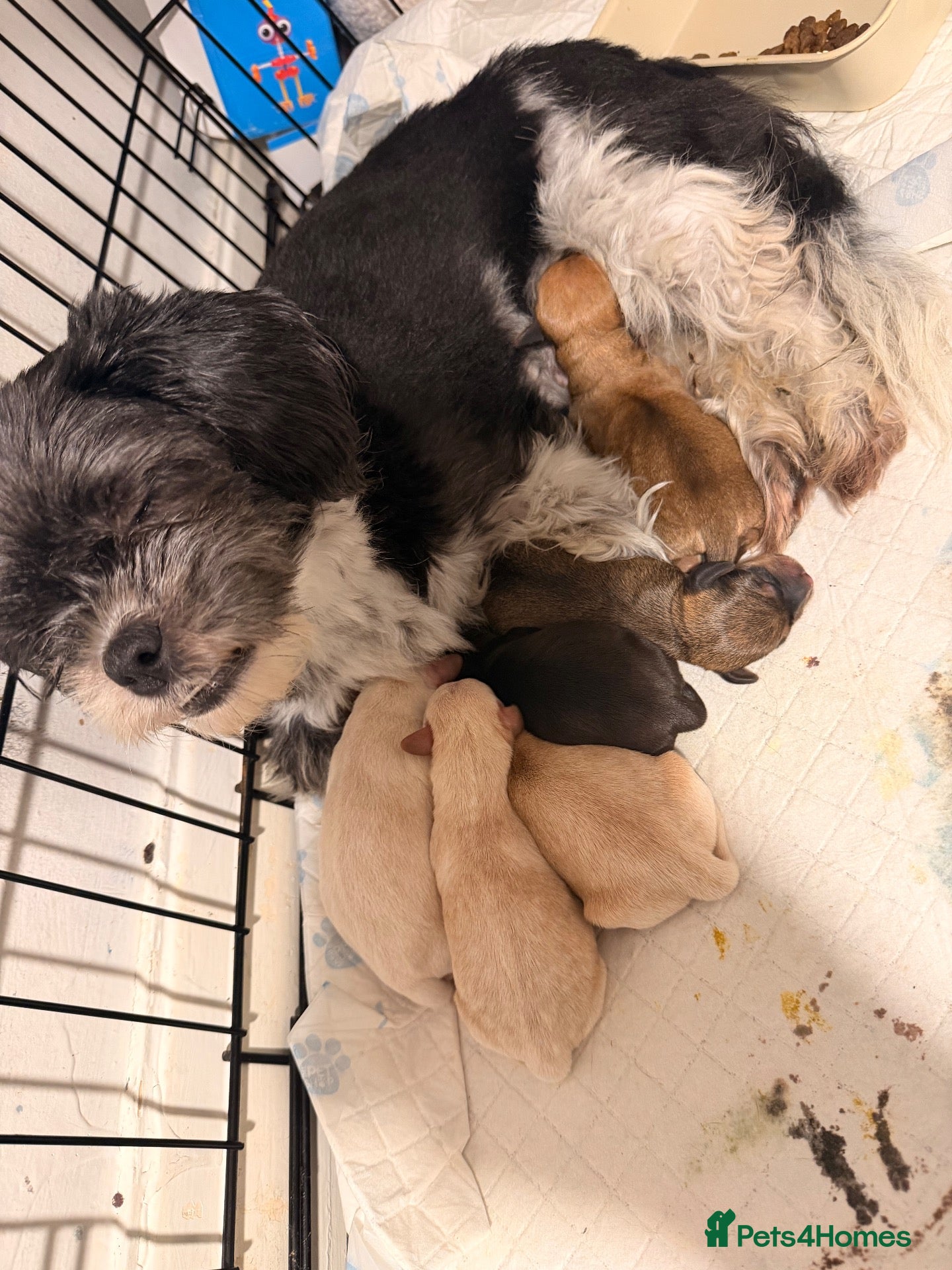 Mixed Breed dogs 3 sweenie male pups 2 female pups available  - Advert 17