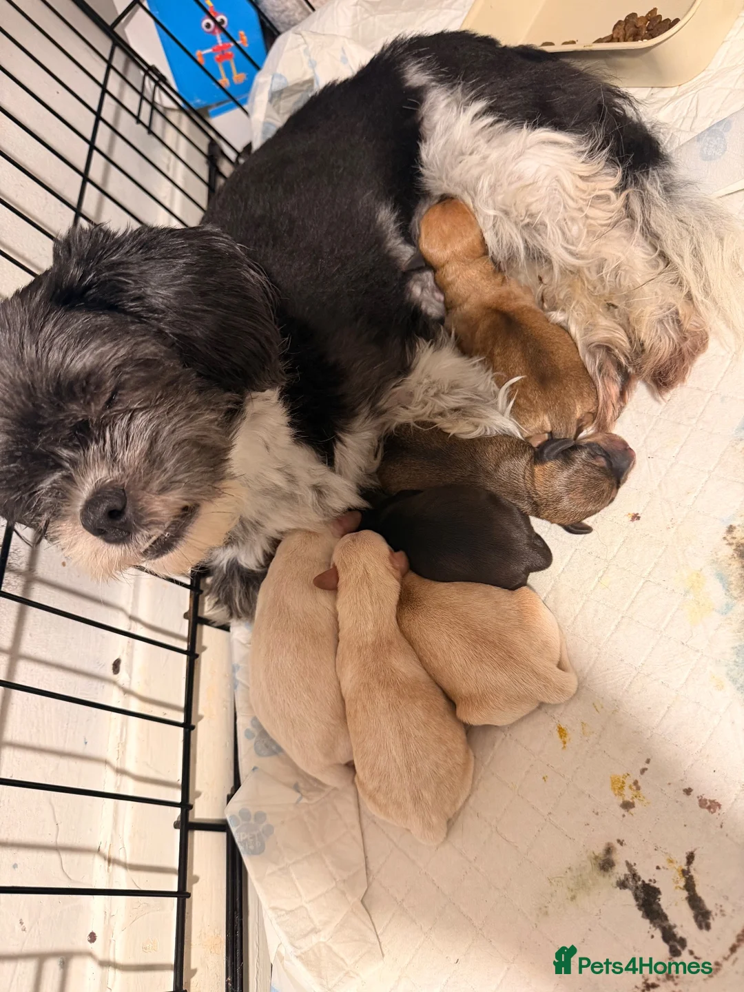 Mixed Breed dogs for sale: 3 sweenie male pups 2 female pups available  - Advert 1