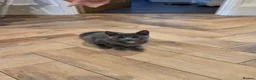 Domestic Shorthair cats for sale: Kittens ready to leave  - Advert 3