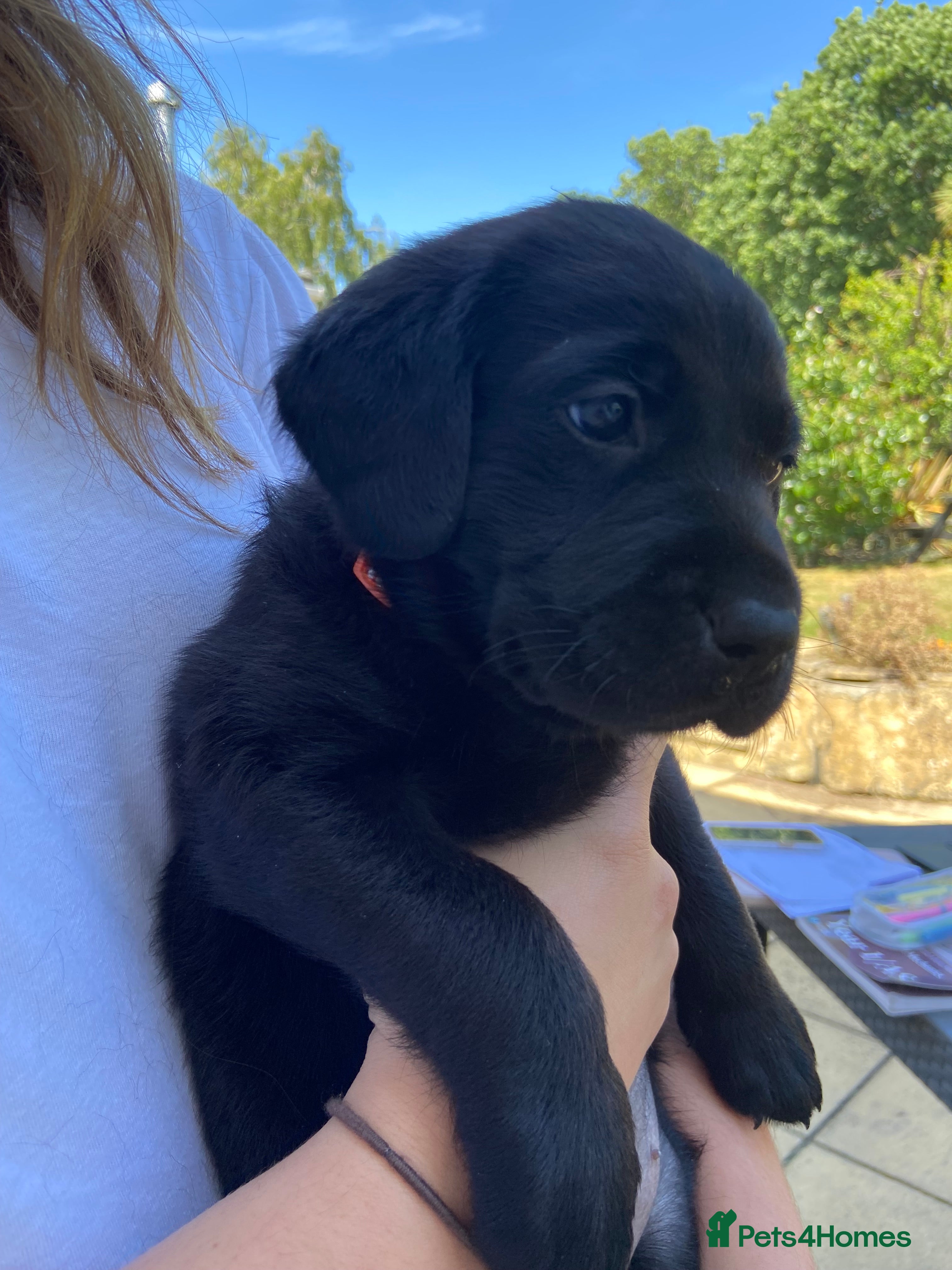 Labrador Retriever dogs Beautiful KC Black Labrador Retriever Puppies  - Advert 2