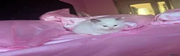 Ragdoll cats for sale: 🤍Pure Breed Ragdolls-last bicolour boy left 🤍 - Advert 7