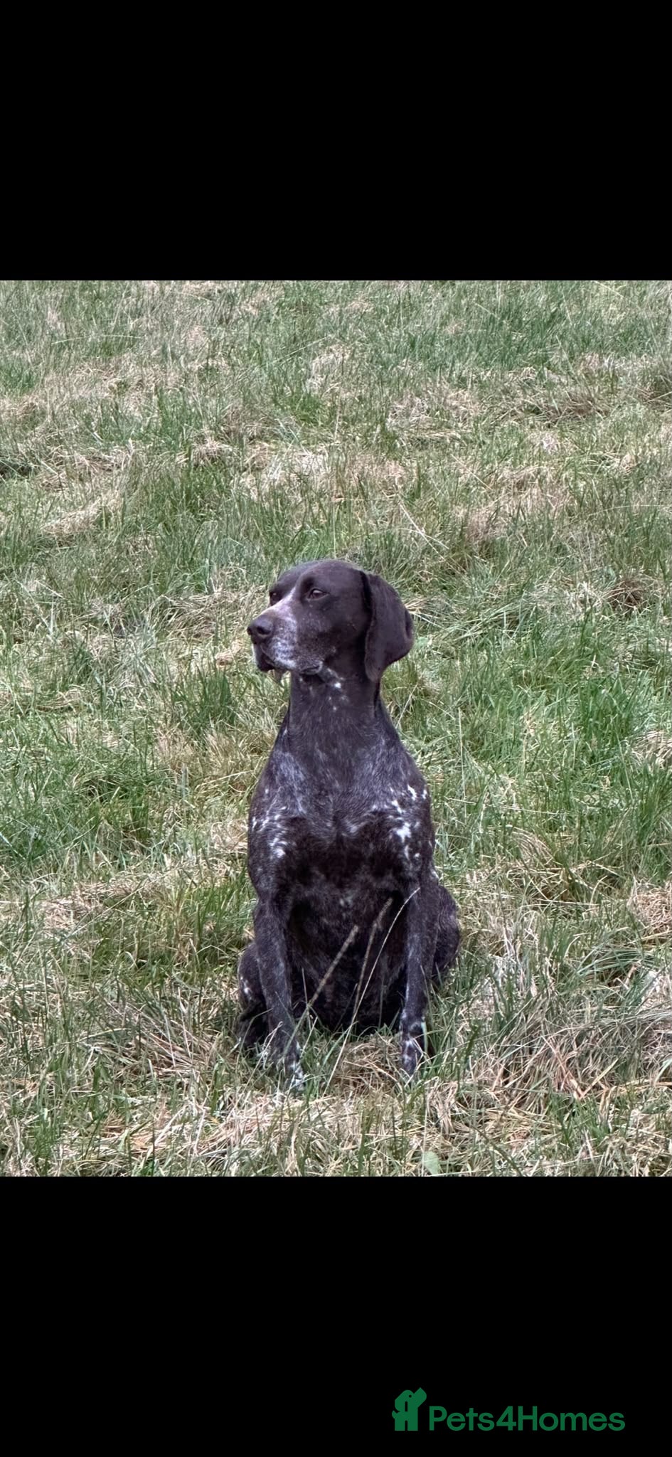 German Shorthaired Pointer dogs Beautiful German Shorthaired Pointer Pups - Advert 2