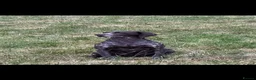 German Shorthaired Pointer dogs for sale: Beautiful German Shorthaired Pointer Pups in Spalding - Advert 2