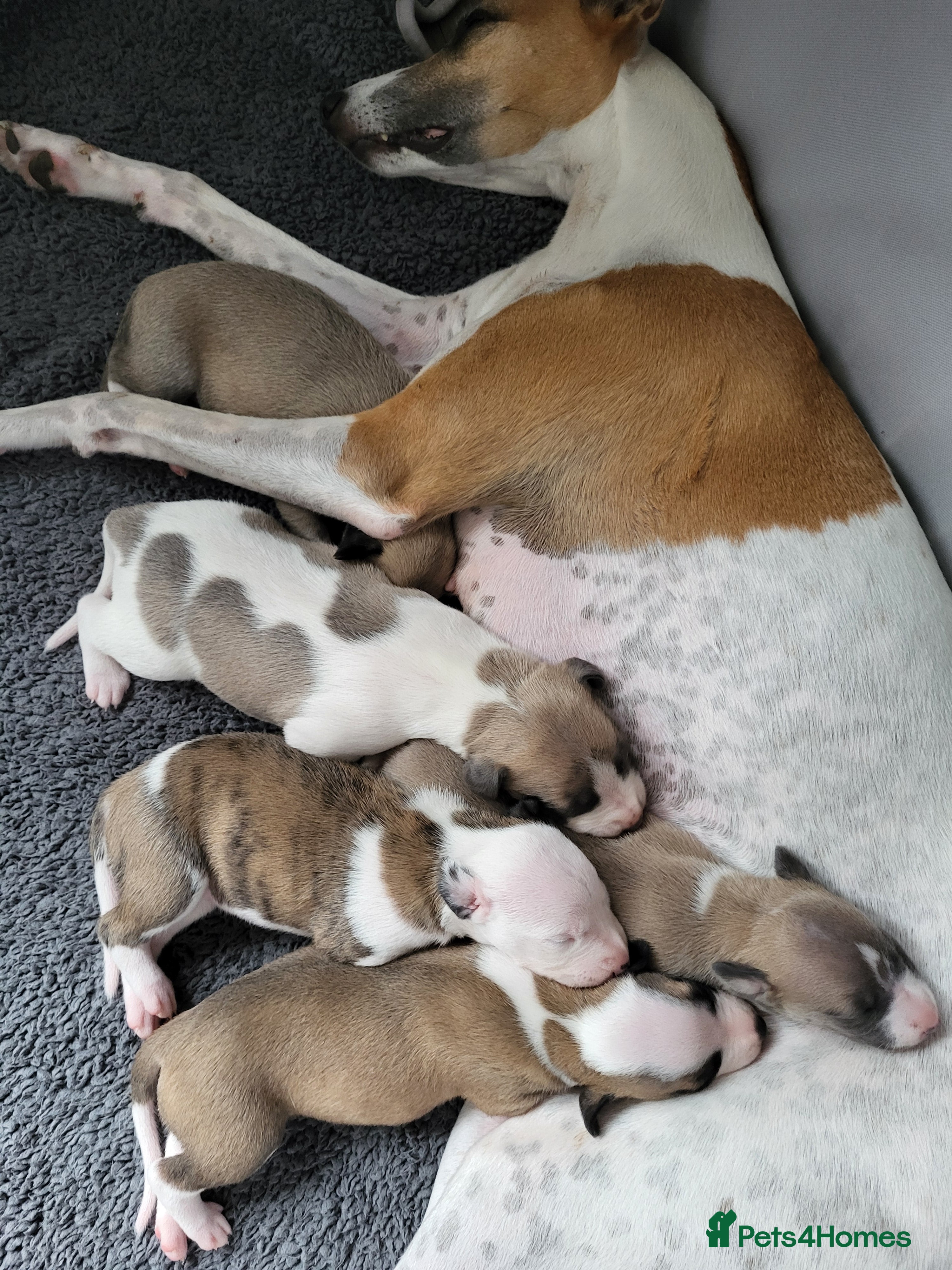 Whippet dogs KC Gorgeous Whippet pups. - Advert 1